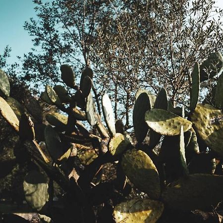 Tenuta Trullo Acquaro Ostuni Ngoại thất bức ảnh