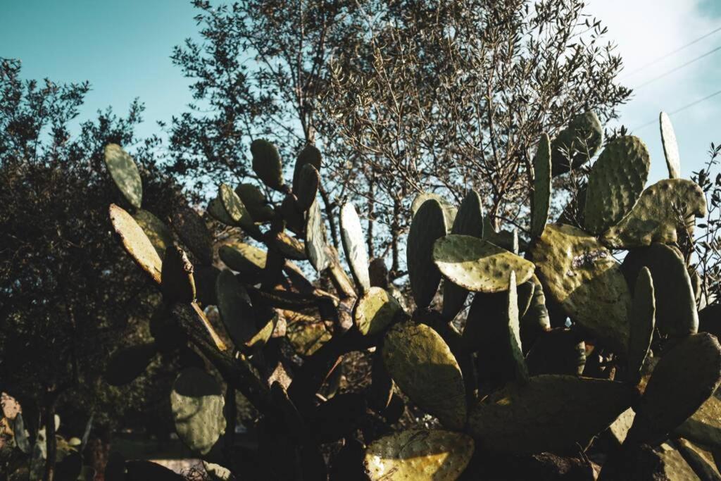 Tenuta Trullo Acquaro Ostuni Ngoại thất bức ảnh